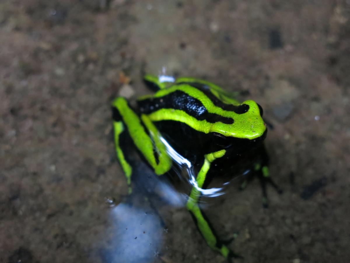 Yacumaman Sanctuary Tarapoto Exterior foto